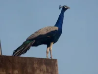 perchedpeacock1.webp