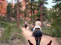 Mule_Ride,_Bryce_Canyon_(5882145474).webp