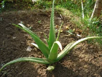 Aloe_vera_plant.webp