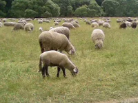 Sheeps_in_New_Zealand (1).webp